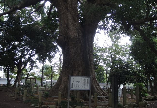 樹齢千数百年の巨木