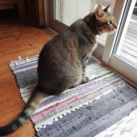 そっけない看板猫のぴゃたろうちゃん♪