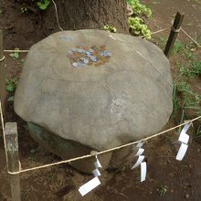 銀杏の木の前にあります　正に亀の模様そして形です