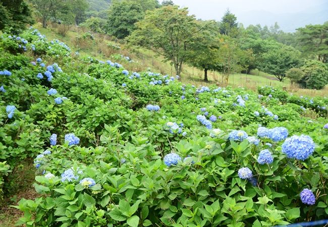 大野山