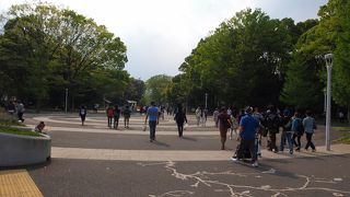 ピクニックをするのに最適な公園です