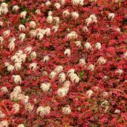 草紅葉とチングルマの綿毛が綺麗でした