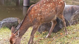 どんぐりを持って奈良公園へGO！