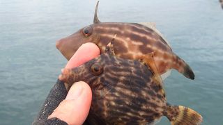 夏は海水浴、秋は魚釣りで、まぁまぁ賑わいます