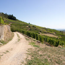 ぶどう畑を歩いていきます