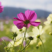 スタンダードなコスモス。