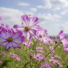 ちょいと変わり種？