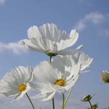 真っ白なコスモスが青空に映えます。