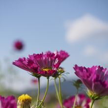 宝石のような形のコスモス。