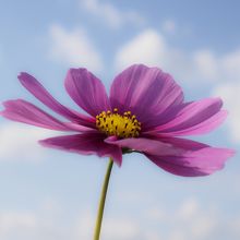 一輪咲きも乙なもので。