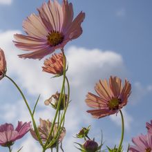 オレンジのかかったコスモス。裏側から。