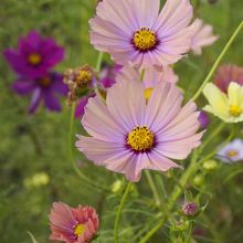 オレンジのコスモス、正面から。