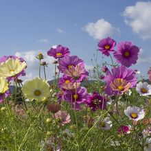 色んな色のコスモス。