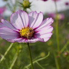 お食事中です。
