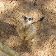 いろんな動物が見れます