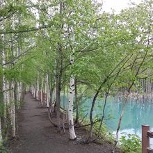 白樺の林道を歩きます