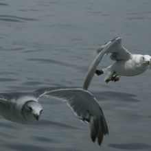 船のすぐ近くにやってくるカモメ