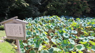 岡山後楽園のハス池