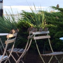 テラス席にはすずめが