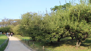 岡山後楽園には梅林もあります
