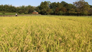 岡山後楽園内の田圃