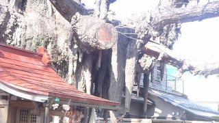 国の天然記念物の