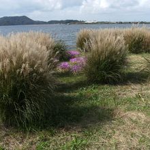 整然と植えられたススキの間に咲く紫の花