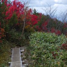 木道が整備され、紅葉の中を散策