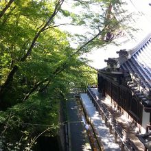 寺に重なる緑のもみじが凛とした風情を加えます