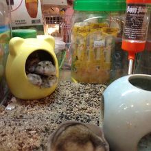 ハムスターも売ってました・・・・