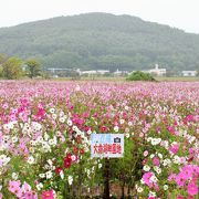 コスモスが満開