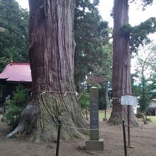 樹齢1000年の大杉