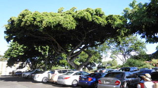 土曜日の朝限定のマーケット