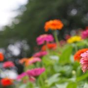 花と水の癒しの場所