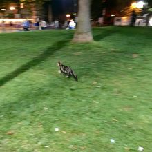 猫がいました。