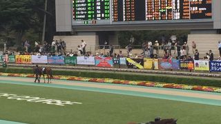 生で競馬をみれて感動