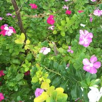 ホテルの敷地内にはたくさんの南国の花が咲いています。