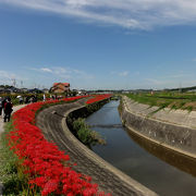 矢勝川の彼岸花