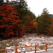赤沢自然休養林の紅葉