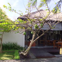 レストラン前の木に実がついてます