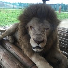 目の前にライオン！！！