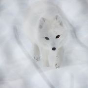 日本では見られない珍しい動物たち