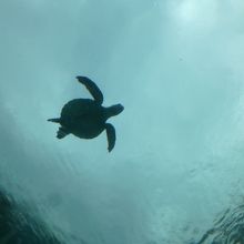 ウミガメさんもいます。こちらはイルカもいるトンネル水槽