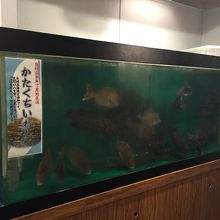 お店には生簀があります