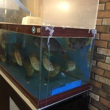 生簀が店内にあります