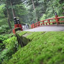 参道の苔が美しいです