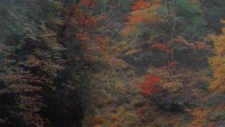 森林浴ができました