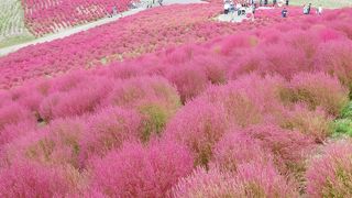 毎年の行事ですが、今年もコキアの紅葉を観に行きました。