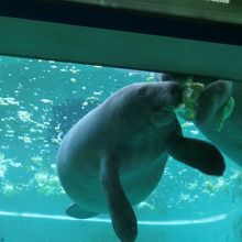 丸太のようなおなかが愛くるしい。