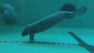 マナティに癒される。レタスをムシャムシャ食べてました。